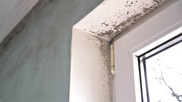 Best Mold Damage Repair  in East Jordan, MI