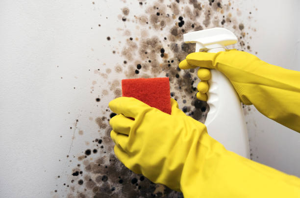 Best Office Mold Removal Services  in East Jordan, MI