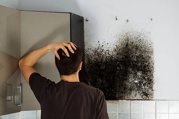 Mold Removal and Inspection in East Jordan, MI
