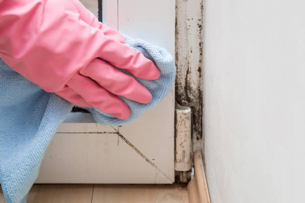 Best Commercial Mold Removal  in East Jordan, MI