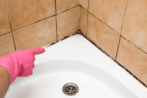 Best Mold Testing  in East Jordan, MI